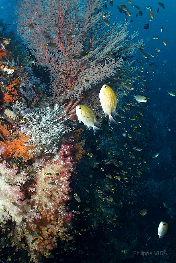 Raja Ampat 2016 - Corail - Demoiselles - IMG_5130_rc.jpg